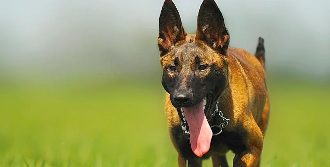 Malinois, ecco il segreto della sua intelligenza